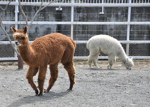 ４月２４日　釧路市動物園　アルパカたち