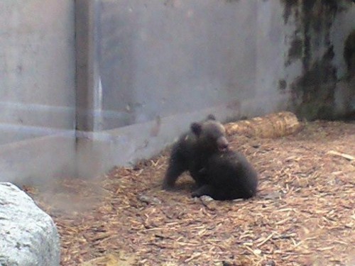 茶グマのレスリング