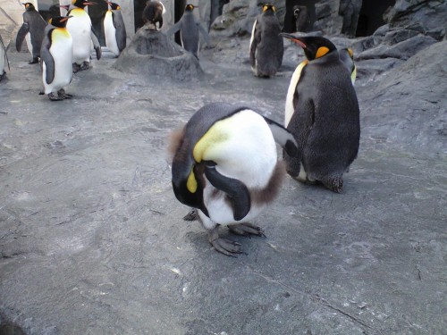 キングペンギンのヒナ？