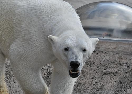 4月29日 旭山動物園 ピリカの顔が・・・