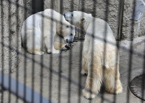 4月29日 イワンとサツキの日常