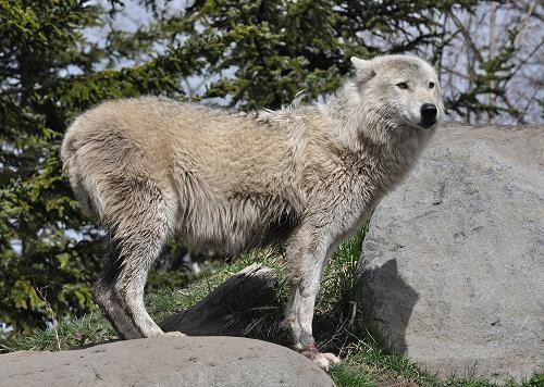 4月29日 シンリンオオカミ 気になるマースのお腹