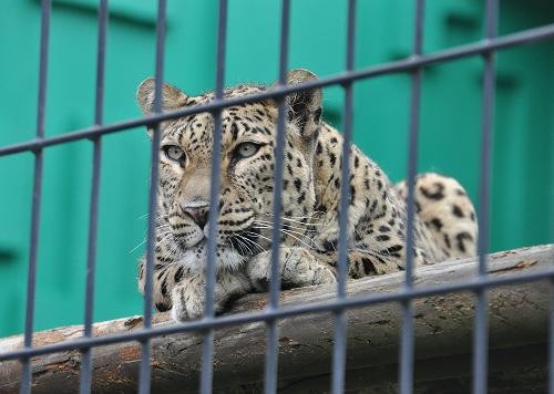 ４月２４日　釧路市動物園　朝の猛獣舎