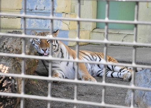 ４月２４日　釧路市動物園　午後の猛獣舎