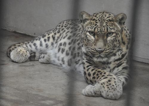 ４月２４日　釧路市動物園　食後のネコ達