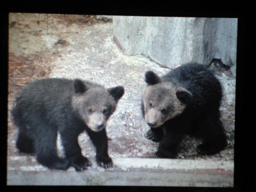 昨日のヒグマの赤ちゃん