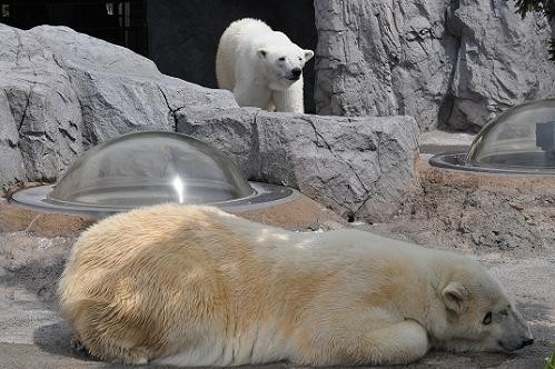 5月7日 朝のホッキョクグマたち