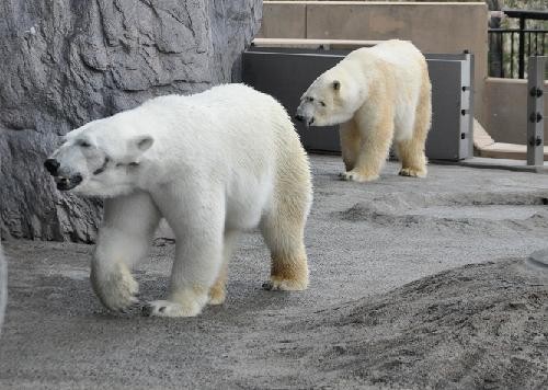 5月7日 午後のホッキョクグマたち