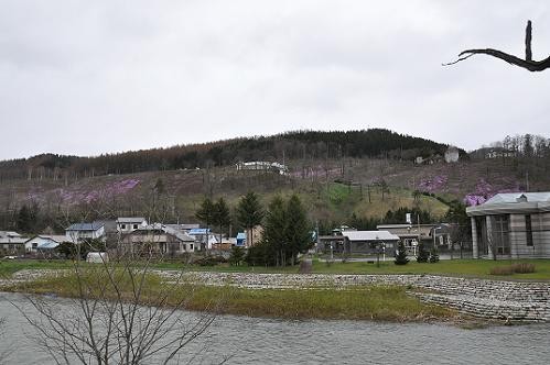 5月14日 滝上公園の芝桜