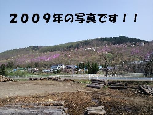 一昨年・昨年の芝桜