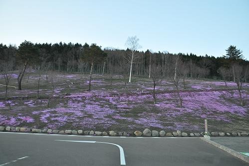 ５月１５日　駐車場から見た芝桜