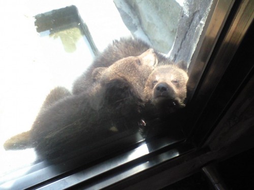 縁側で日向ぼっこ？