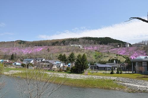 5月18日 滝上公園の芝桜