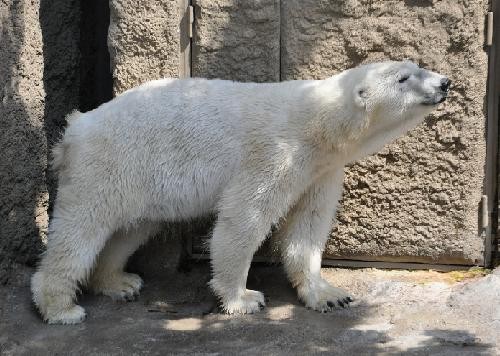 5月16日 ホッキョクグマのイワンとサツキ