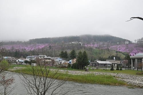 5月20日 滝上公園の芝桜