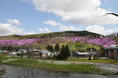 ５月２５日　滝上公園の芝桜