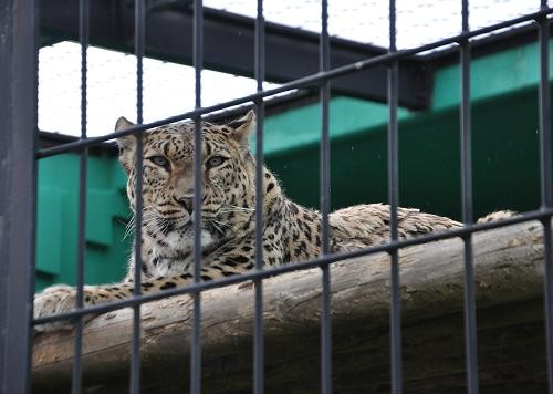 ５月２２日　釧路市動物園　猛獣舎のパクパクタイム