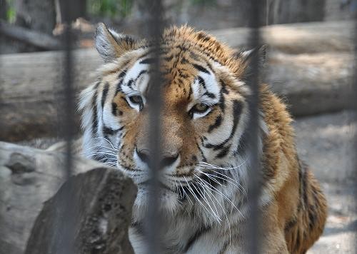 ５月２６日　おびひろ動物園　アムールトラのタツオ