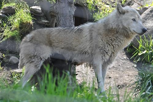 5月28日 旭山動物園 シンリンオオカミ