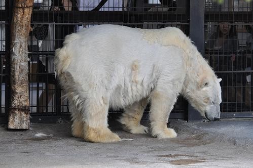 5月28日 旭山動物園 ホッキョクグマのルル・・・換毛中