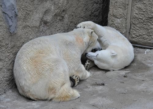 5月28日 旭山動物園 ホッキョクグマのイワンとサツキ