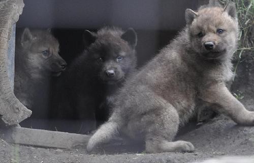 5月29日 旭山動物園 子オオカミ