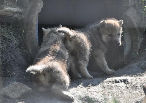 5月28日 旭山動物園 シンリンオオカミ