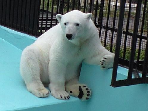 5月28日 旭山動物園 ピリカ