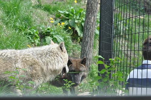5月28日 旭山動物園 シンリンオオカミのなるほどガイドなど