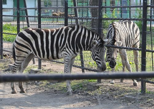 ５月２６日　おびひろ動物園　アミメキリン