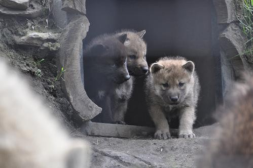 5月30日 旭山動物園 シンリンオオカミ1