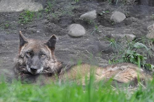 5月30日 旭山動物園 シンリンオオカミ2