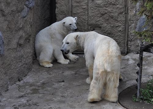 5月29日 旭山動物園 サツキのブルブル(追記あり)