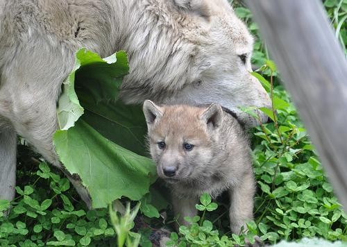 6月3日 旭山動物園 子オオカミ