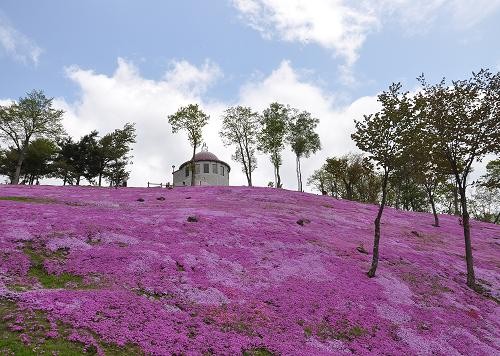 ６月５日　滝上公園の芝桜・・・まだまだ見ごろです。