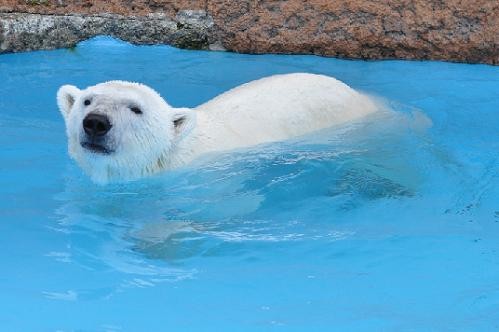 6月4日 円山動物園 ホッキョクグマ デナリとキャンディ