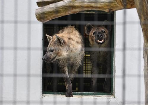 ６月４日　円山動物園　ブチハイエナ