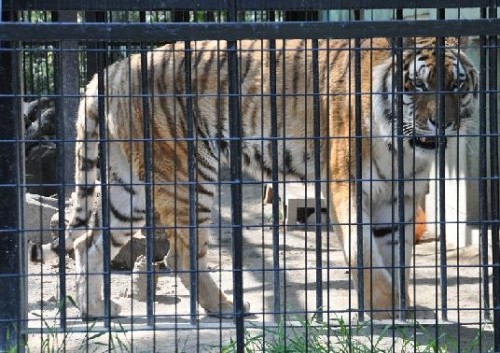 ５月２６日　おびひろ動物園　タツオ、何かが気になる