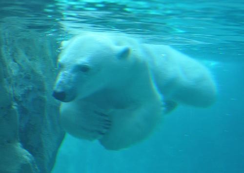 ５月２８日　旭山動物園　ホッキョクグマ