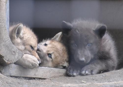 オオカミの愛称が決まったそうです