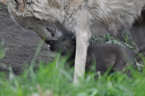 6月3日 旭山動物園 レラの眼力はケン譲り?
