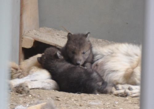 ６月４日　円山動物園　シンリンオオカミ一家