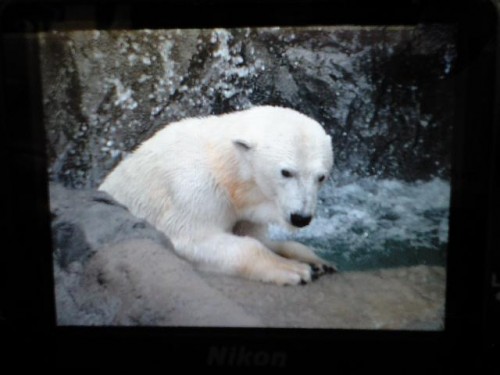滝つぼの女・・・やっと撮れました
