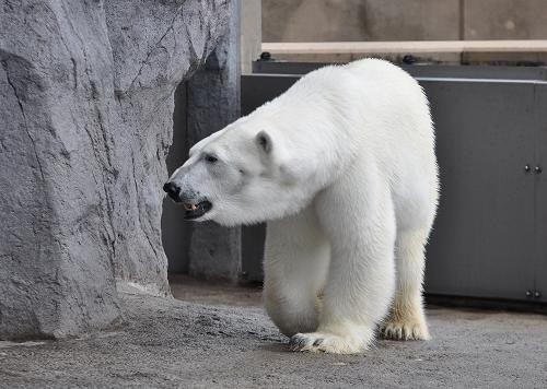 6月14日 旭山動物園 ピリカとサツキとイワンの往復歩き