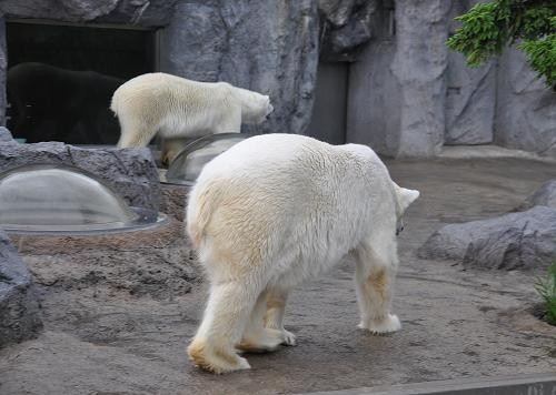 6月14日 旭山動物園 みんなで往復歩き