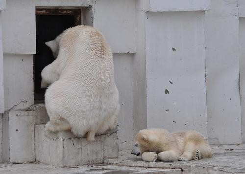 6月4日 円山動物園 扉を叩くララと、眠たいチビちゃん