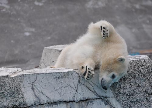 6月4日 円山動物園 14時頃のホッキョクグマ