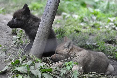 6月16日 旭山動物園 オオカミのレラとヌプリ・・・ちょっとだけチュプ