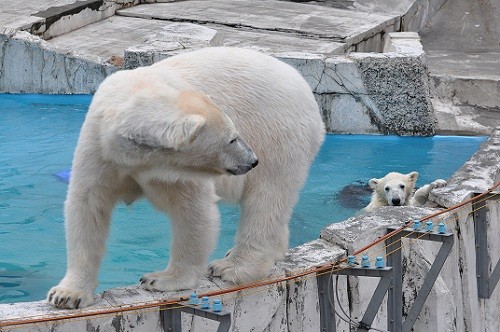 6月4日 円山動物園 ホッキョクグマ ララのプール遊び