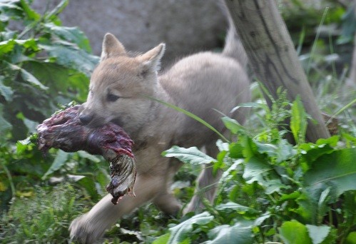 6月16日 旭山動物園 シンリンオオカミの肉の奪い合い